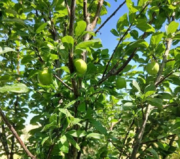 باغ میوه ملارد