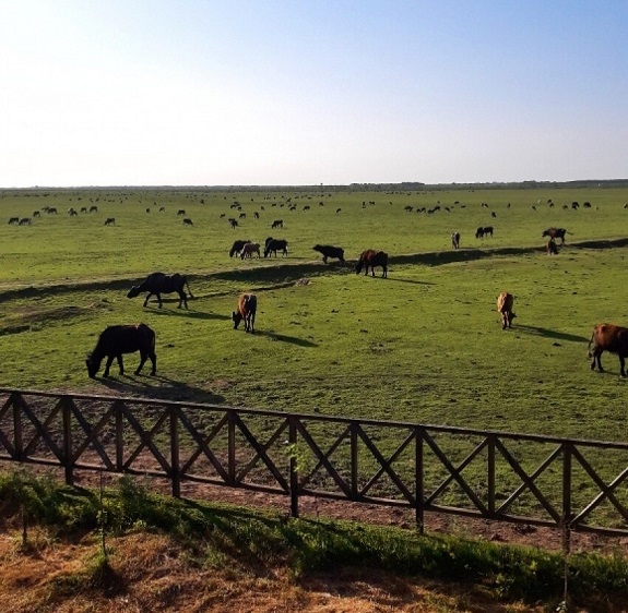 جیرسرباقرخاله