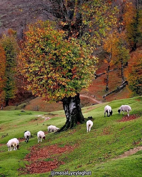 سفر به ماسال پاییز