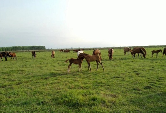منطقه حفاظت شده چوکام