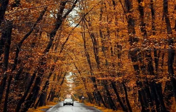 جنگل پاییزی گیسوم