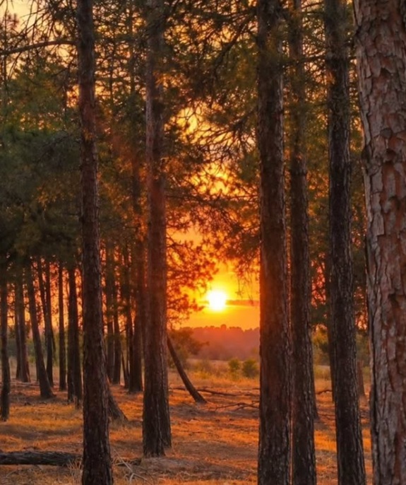 پارک جنگلی چیتگر