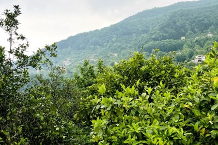 اجاره سوئیت مبله در رامسر - دالخانی - لتر