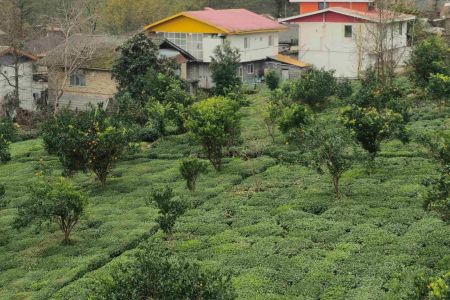 اجاره خانه مبله در املش - جیرگوابر