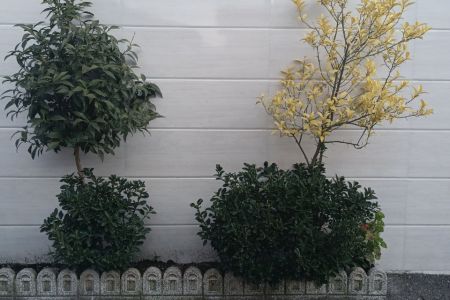 اجاره سوئیت مبله در بندرانزلی