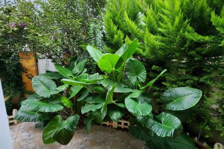اجاره خانه ویلایی در نوشهر - آبندانک