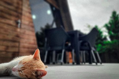 اجاره کلبه سوئیسی استخردار در رشت - نوده