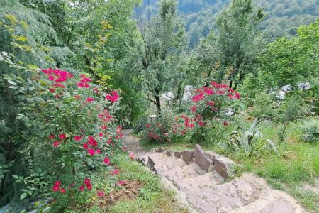 اجاره کلبه جنگلی در ماسال - سلیم آباد