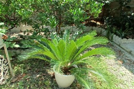 خانه حیاط دار در کتالم رامسر - همکف