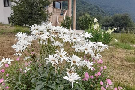 اجاره خانه مبله در چمستان نور - وازسفلی - ط ۲