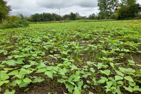 خانه ویلایی در شاندرمن - شیخ نشین