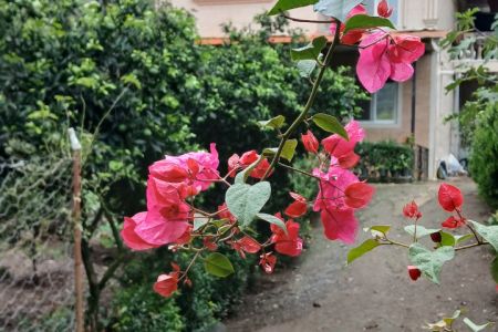 اجاره خانه ویلایی در املش - شبخوس پهلو
