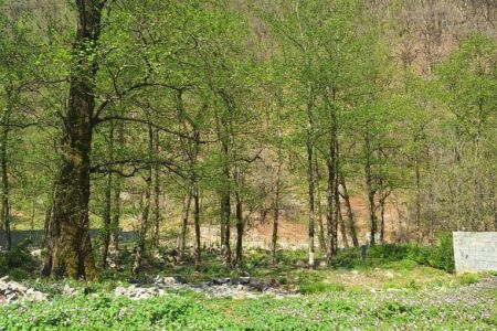 اجاره ویلا دوبلکس در تنکابن - راور