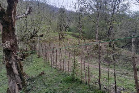 اجاره ویلا جنگلی دوبلکس در ماسال - نسا