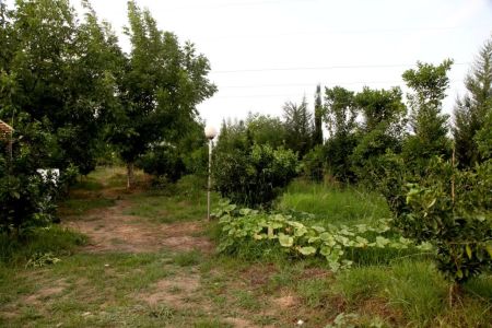 کلبه سوئیسی در عباس آباد - پلنگ کلا