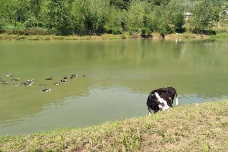 اجاره خانه حیاط دار در صومعه سرا - تنیان