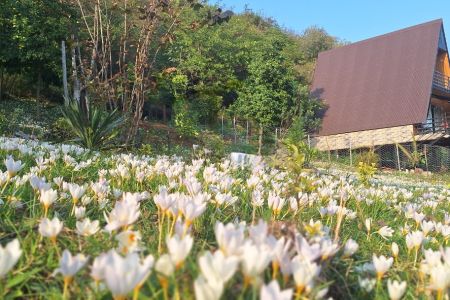 اجاره کلبه سوئیسی جنگلی در ماسال - آهکلان