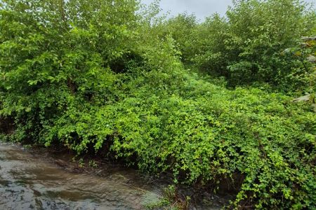 اجاره ویلا استخردار در نور - رستمرود