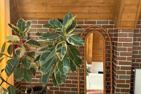 اجاره کلبه سوئیسی در رامسر - کتالم