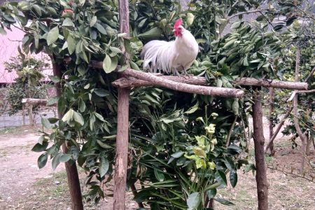 خانه روستایی ۲ طبقه در سراوان - موش بیجار