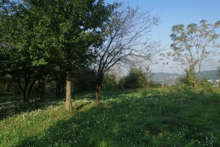 سوئیت در لاهیجان - زمیدان