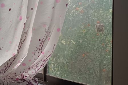 سوئیت در شیرگاه - آهنگرکلا - همکف