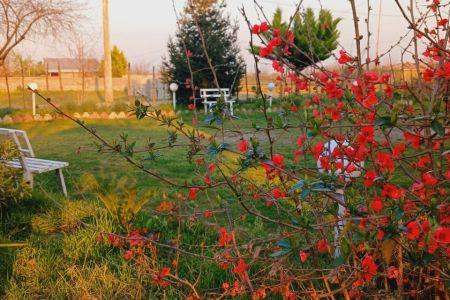 کلبه با نمای شیشه ای ماسال - مهدیخان محله