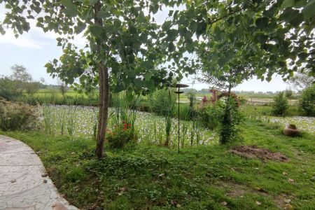 سوئیت کنار برکه و شالیزار در مرکیه صومعه سرا