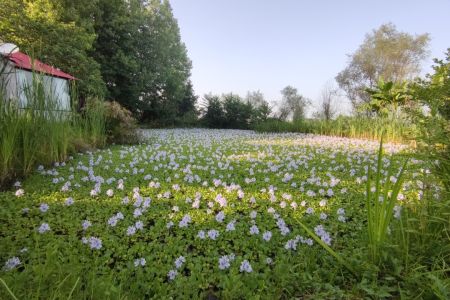 سوئیت کنار برکه و شالیزار در مرکیه صومعه سرا
