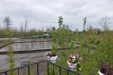 خانه ویلایی با نمای چوبی در ماسال