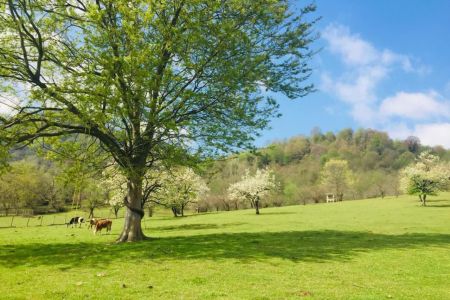 خانه باغ در ماسال با زمین یک هکتاری - ط دوم