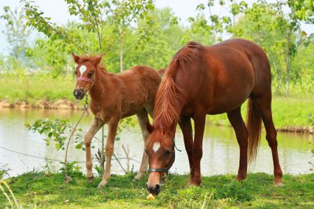 سوئیت کنار برکه اختصاصی در فومن - چیران