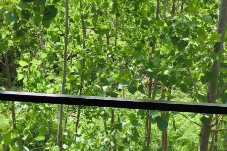 اجاره کلبه سوئیسی در خمام - گورابجیر