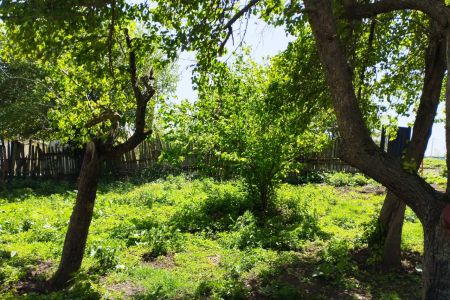 کلبه سوئیسی در دیلمان - آسیابر