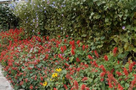 سوئیت در مهدی شهر - شلی
