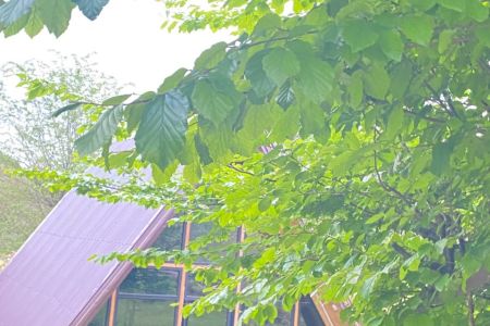 اجاره کلبه سوئیسی جنگلی در ماسال - طبق‌ سر