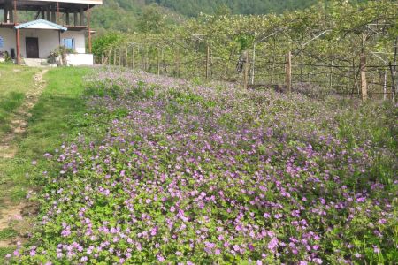 خانه ویلایی در تالش - ییلاق بنون