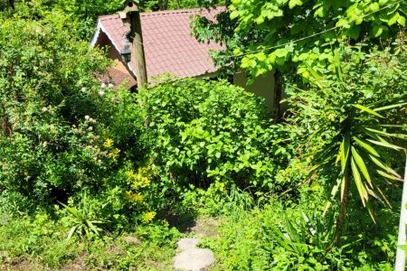سوئیت جنگلی در سیاهکل - صالحکوه
