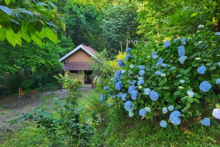 سوئیت جنگلی در سیاهکل - صالحکوه
