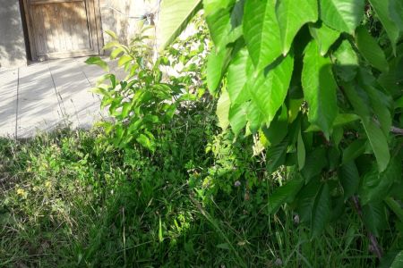 ویلا صخره ای با حیاط سرسبز در کندوان