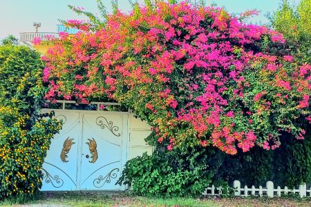 سوئیت با حیاط سرسبز دار در کلاچای