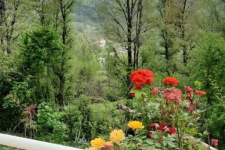 اجاره سوئیت جنگلی در رودبار - استخرگاه