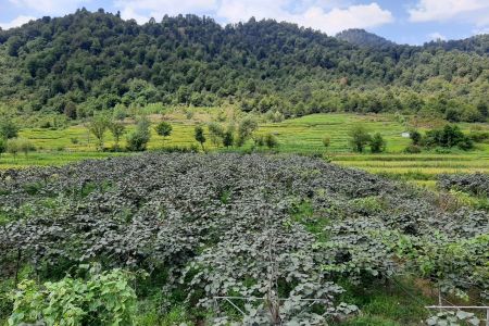 خانه دو طبقه کنار باغ کیوی در تالش - سراگاه