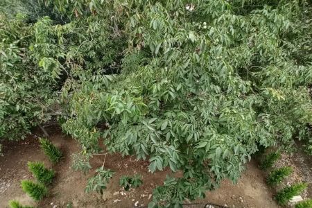 کلبه سوئیسی در مرزن آباد - به کله