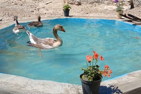 اقامتگاه سنتی در بختگان - طشک