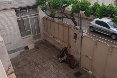 سوئیت مبله در شاهرود - طبقه دوم - نسوم